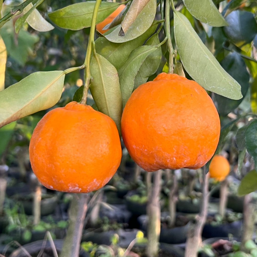 吉田ポンカン(素掘り苗)