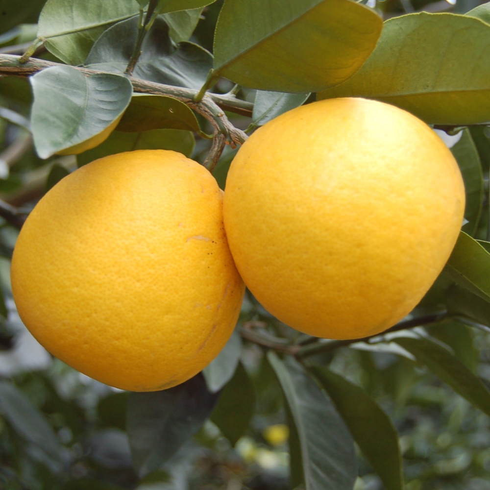 河内晩柑(素掘り苗)