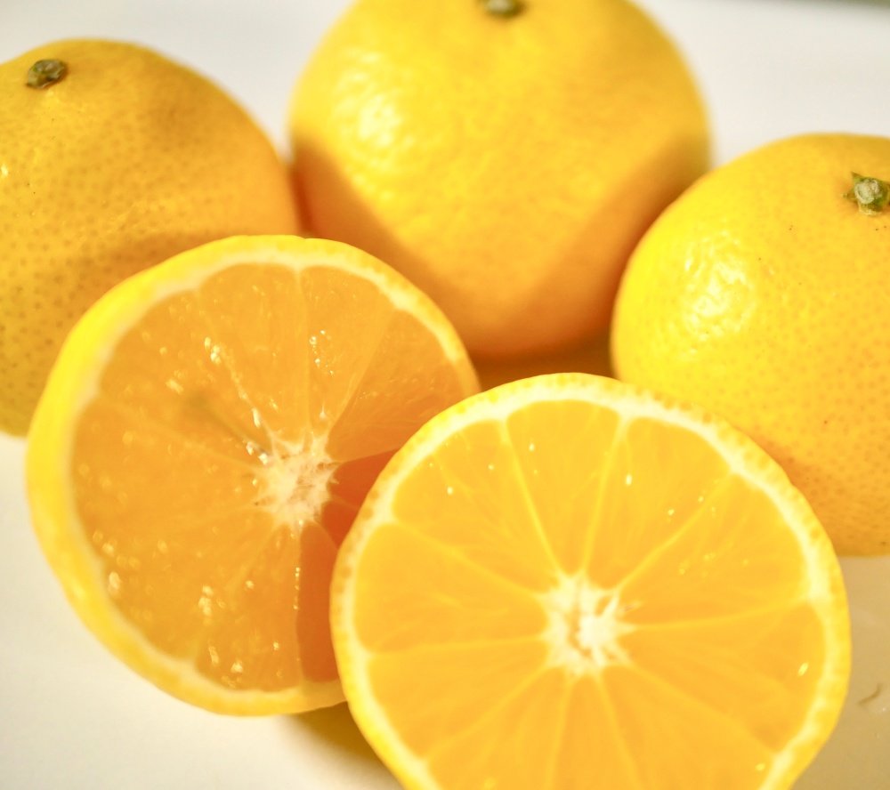 黄金柑(素掘り苗)