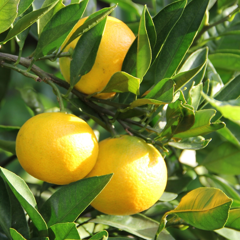 ゆら早生(素掘り苗)