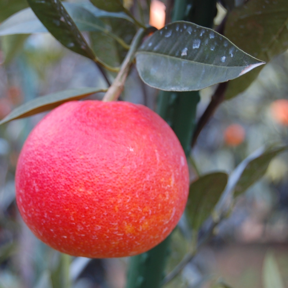 モロ(素掘り苗)