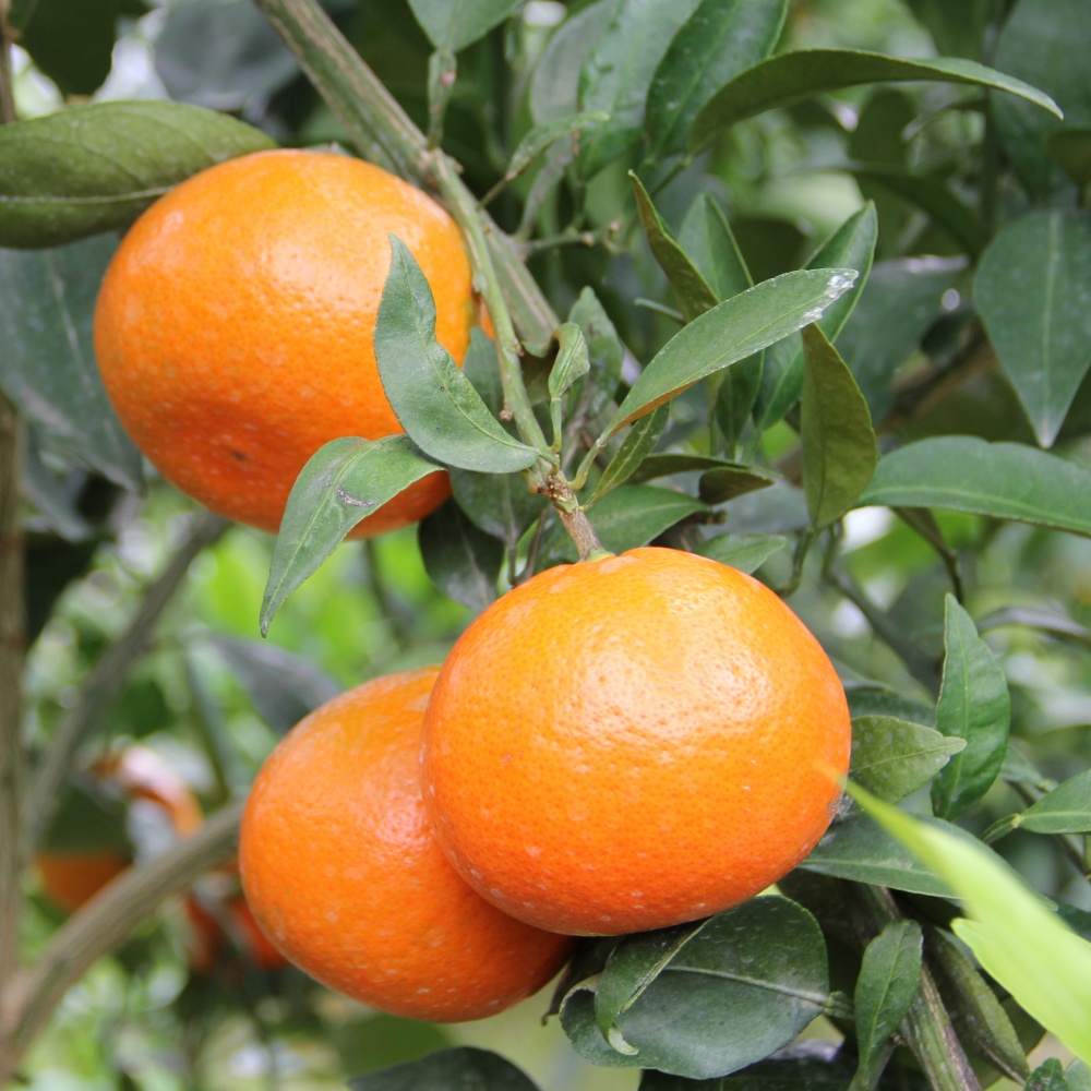 みはや(素掘り苗)