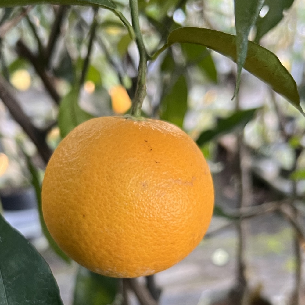 バレンシア(素掘り苗)