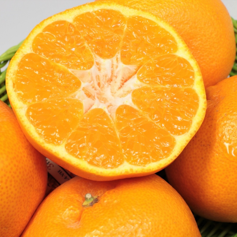 はるみ(素掘り苗)