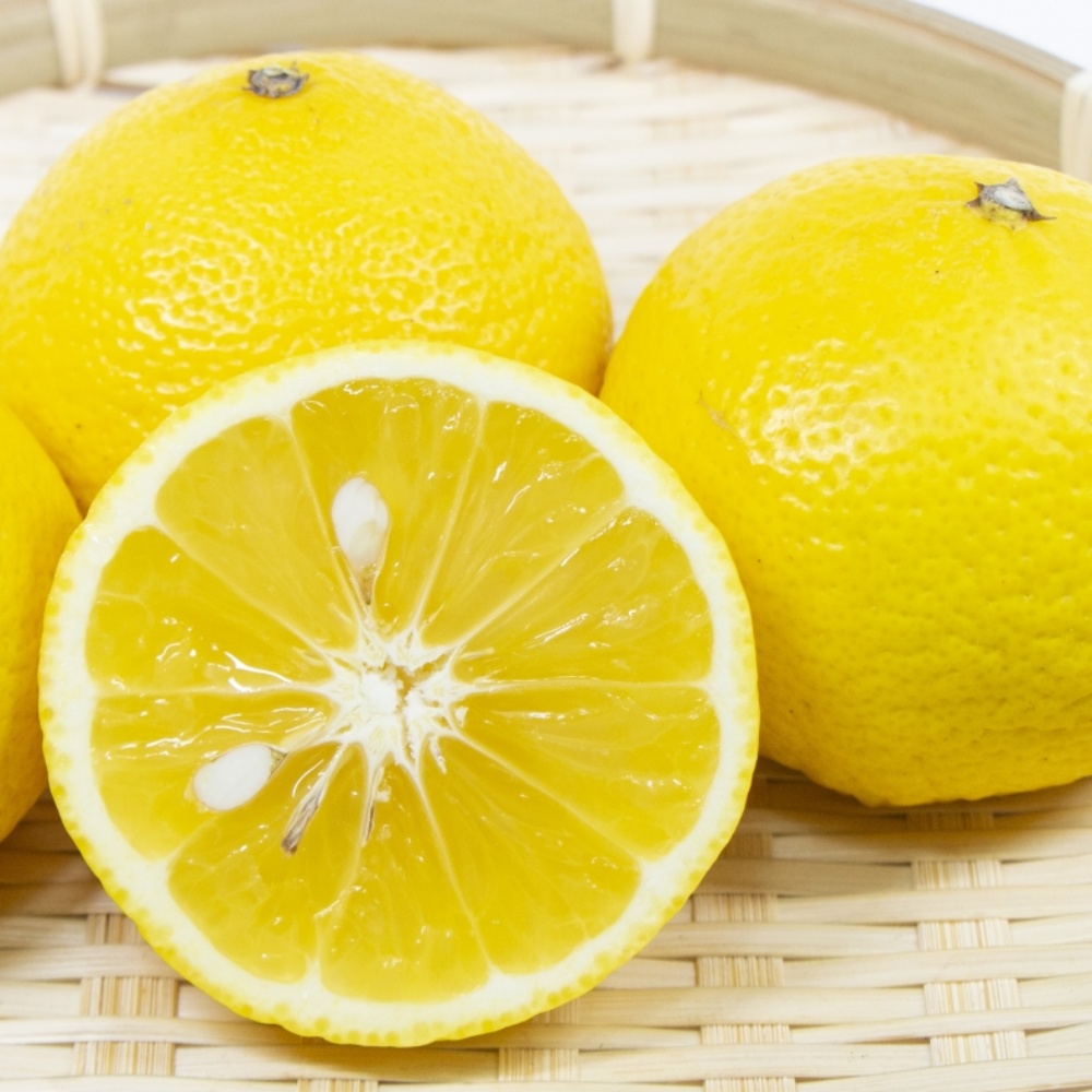 タチバナ(橘)(素掘り苗)