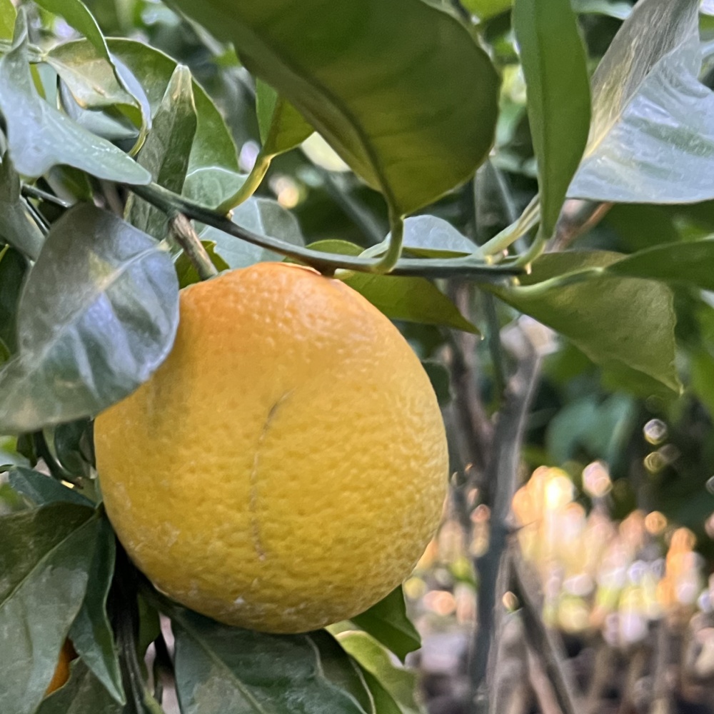 サンギネリ(素掘り苗)