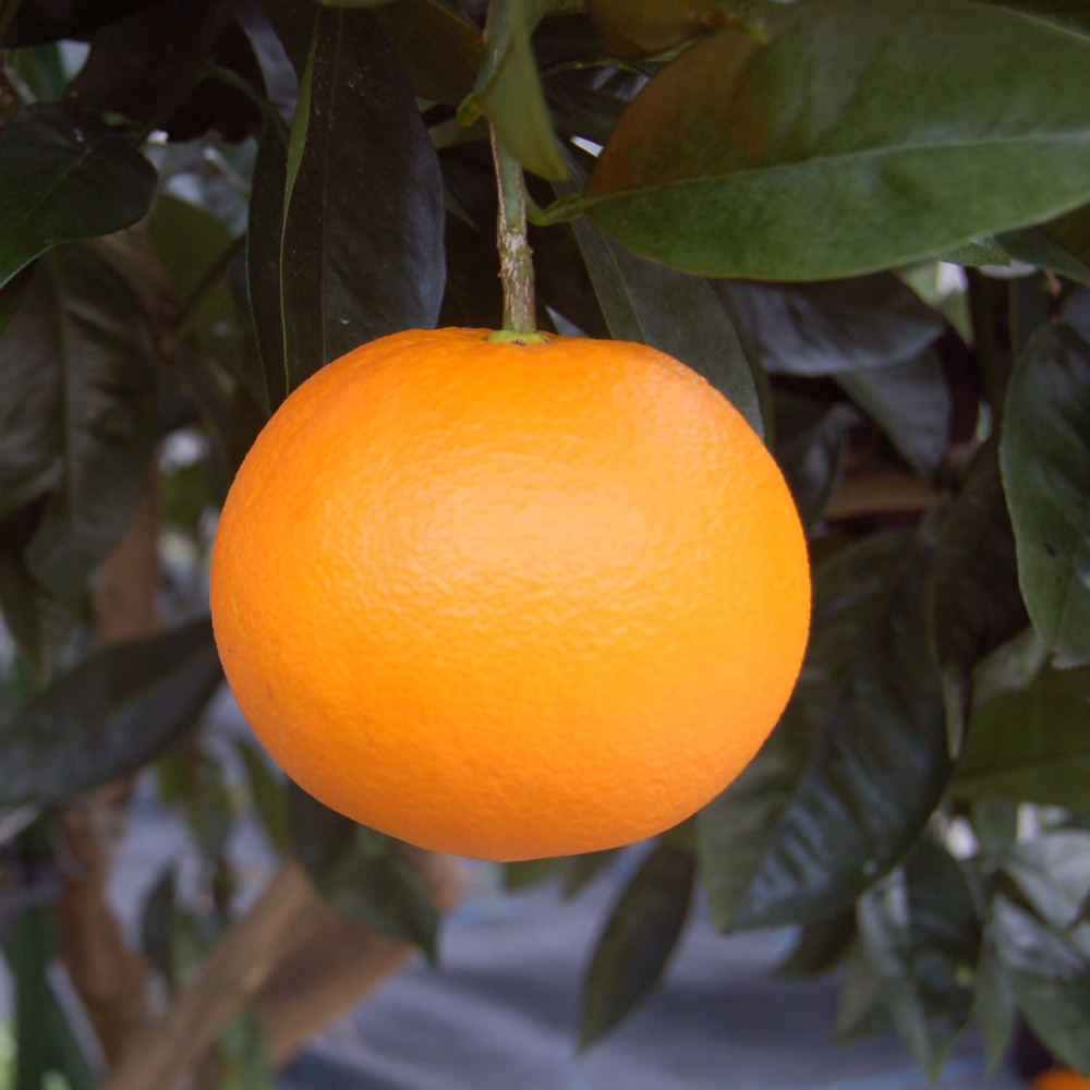 カラカラネーブル(素掘り苗)