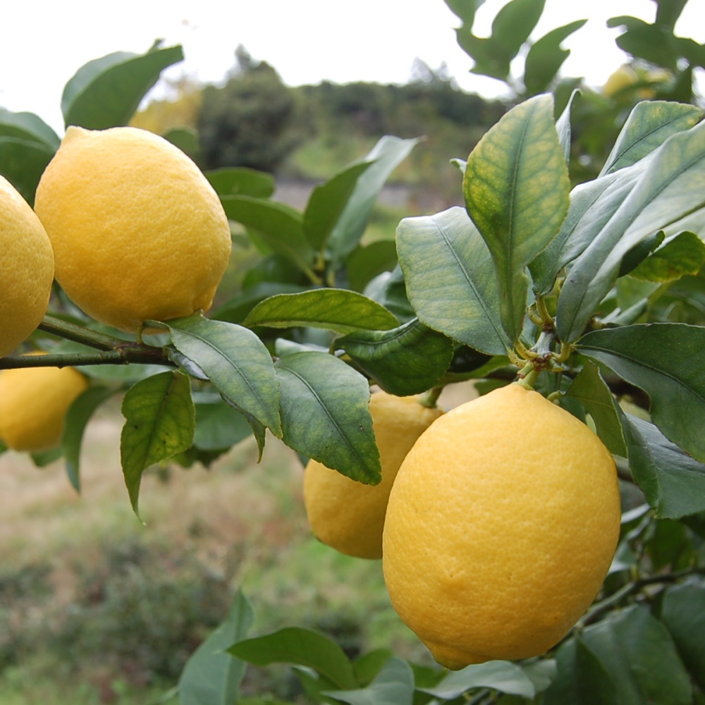アレンユーレカ(2年生素掘り苗)