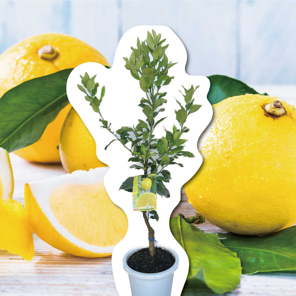 ベルガモット(フェミネロ)