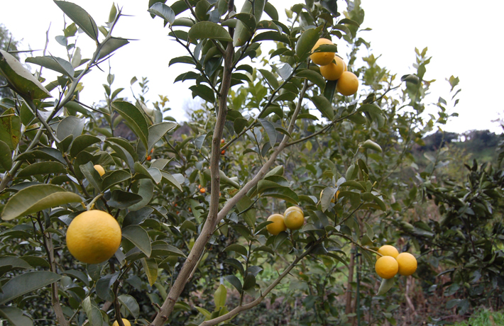 スイートレモン