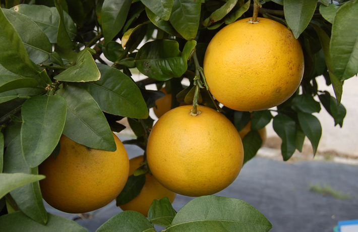 スタールビー(素掘り苗)