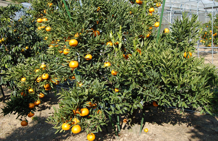 たまみ(素掘り苗)