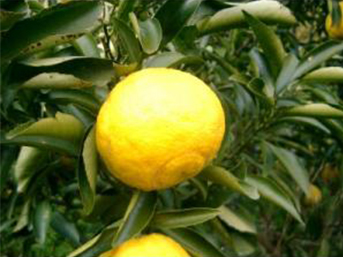 はるか(素掘り苗)