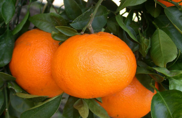 西南のひかり(素掘り苗)