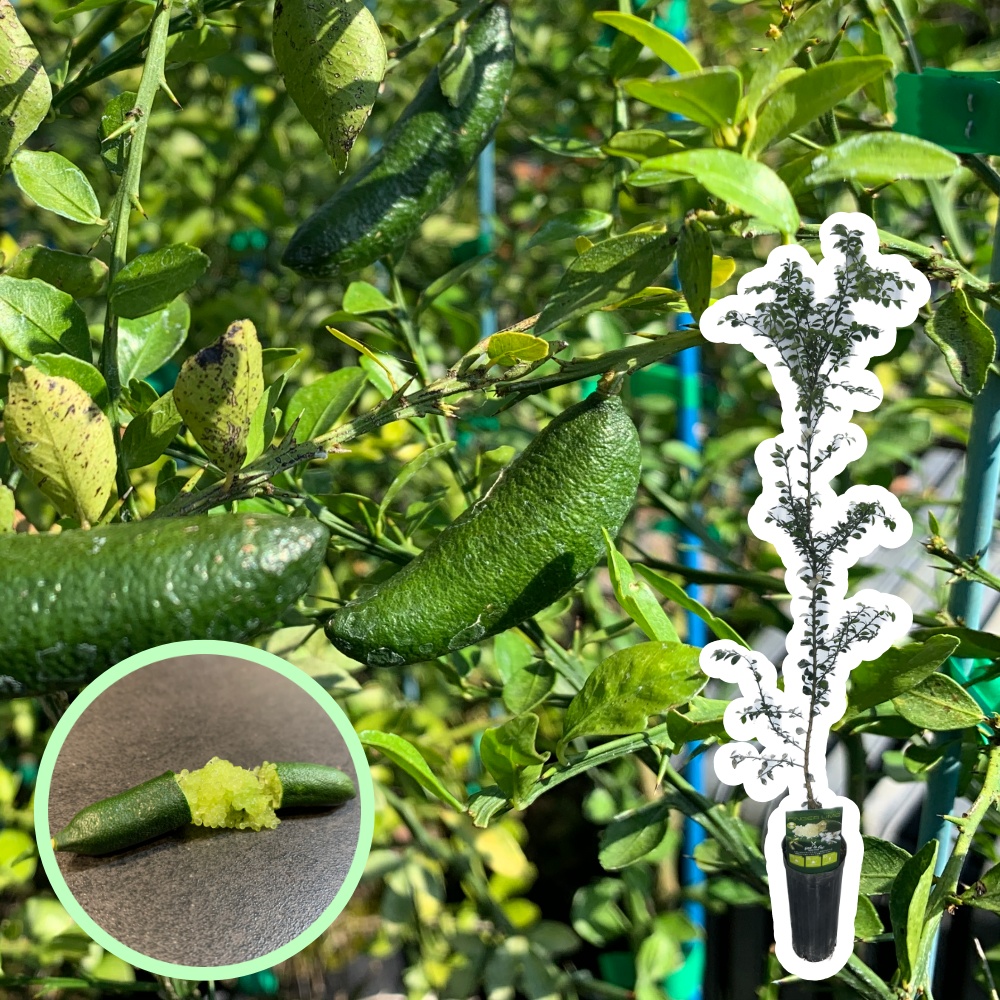 フィンガーライム(グリーン)