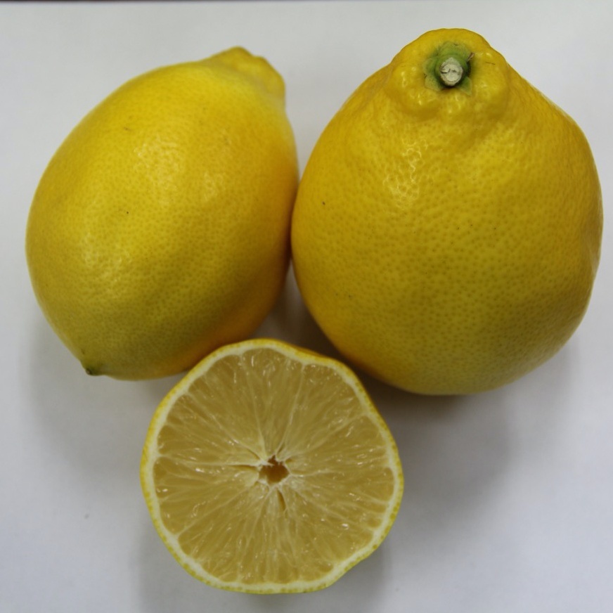 璃の香(素掘り苗)