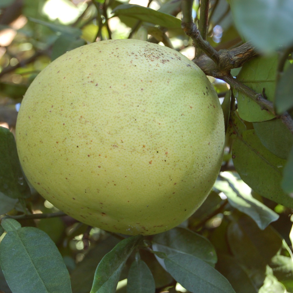 オロブランコ(素掘り苗)