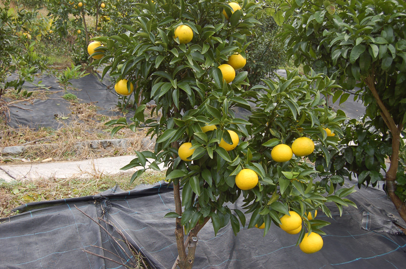 西内小夏(素掘り苗)