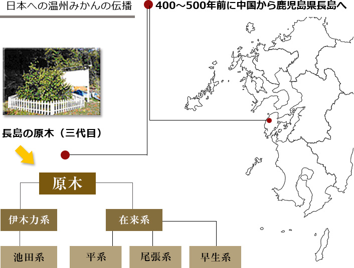 日本への温州みかんの伝播|富久寿園