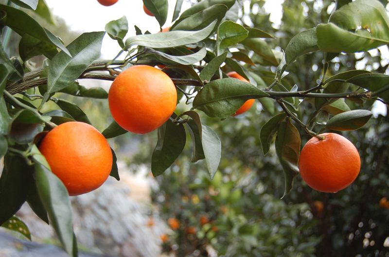 柑橘類の苗木生産 直販農家の富久寿園 ミネオラ